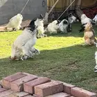 دجاج براهما كولمبي