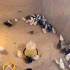 صيصان دجاج بلدي
