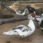 ذكر بح