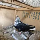 حمام قطايف