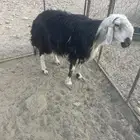 خروف فحل لبيع