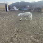 نعجه سديس شحم حايل ماتلد