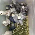 فروخ روز باليد فايلوت هدد قريب