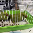 للبيع ببغاء الدرة هندي