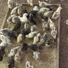 صوص المدينه