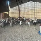 دجاج بلدي عمر شهرين
