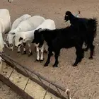 تيس للبيع شحم جاي من البر