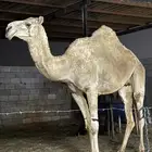 ناقة طروبة للبيع