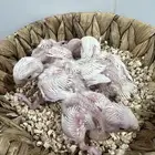 فروخ روز غر البينو جمله 5 حبات