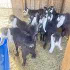 جفرات عوارض خصم