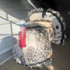 ديك رومي لون فراشة جميل