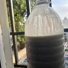 لبن غنم