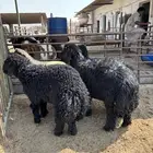 خرفان نعيم و حري و عربي