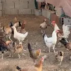 بيض بلدي بنسبه تخصيب ممتازة