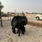 تم البيع