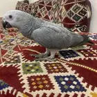 فرخ. كاسكو.