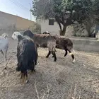 ثلاث ضان نجديات حيل