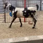 عنز هولنيه للبيع