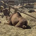 بكرة طيبة