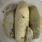 عسل بري حر فاخر