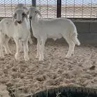 طليان