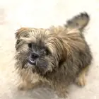 جراء شيتزو للبيع puppies for sale