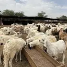 سواكن دمازين تربية شهرين