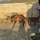 غنم دهم مع الفحل العدد 7