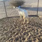 خروف صنف اسن ثني غير مشروط الضراب