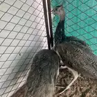 طاووس هندي