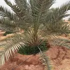نخيل مثمر للبيع