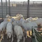 رخال حريه