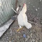 للبيع ديك كاشامو قزم