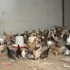 صيصان دجاج فيومي وبلدي
