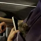 قطه صغيره للتبني عاجل عمرها كم اسبوع فقط