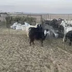 جفرات ورخل حريه مقاني