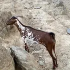 شاه للبيع