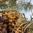 تمر مكتوم