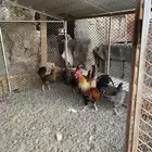 تم البيع