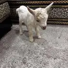 ماعز قزمي تشيكي امريكي