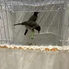 نغاري وليفه