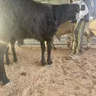 فحول صنف الاب ساكني والامهات نجد جذعان