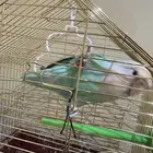 عصفور روز اليف