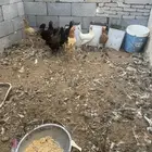 دجاج بياض للبيع
