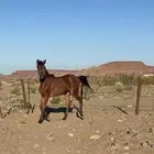 مهره عربيه اصيلة حفيدة مروان الشقب
