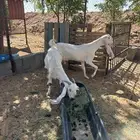 عنزين بيض