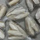 حبار