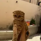 قطة صغيره سكوتش فولد