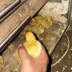 فروخ بكيني