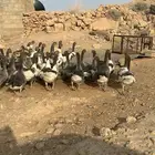 وز بلدي للبيع